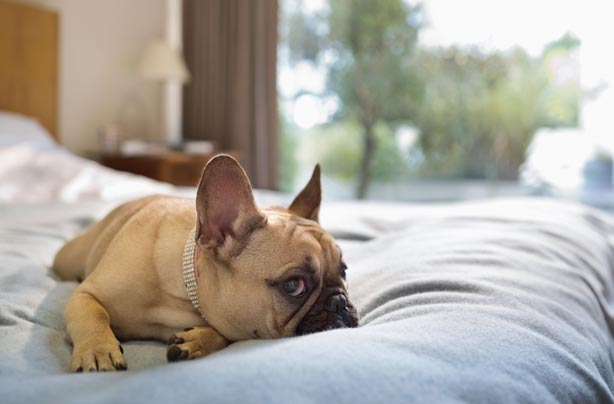 Dog sleeping on a bed