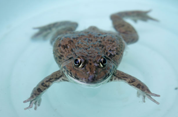 Frog in water