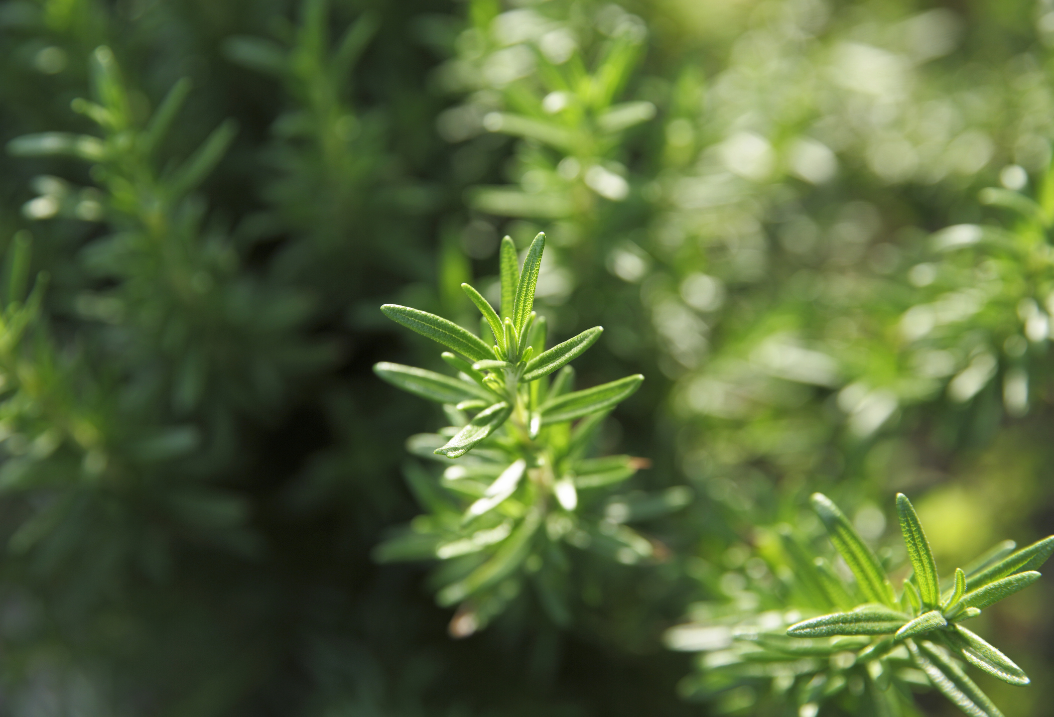 rosemary