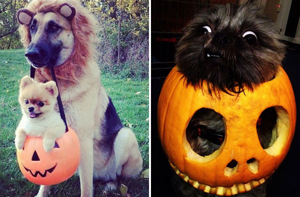 cute and funny halloween animal pics goodtoknow
