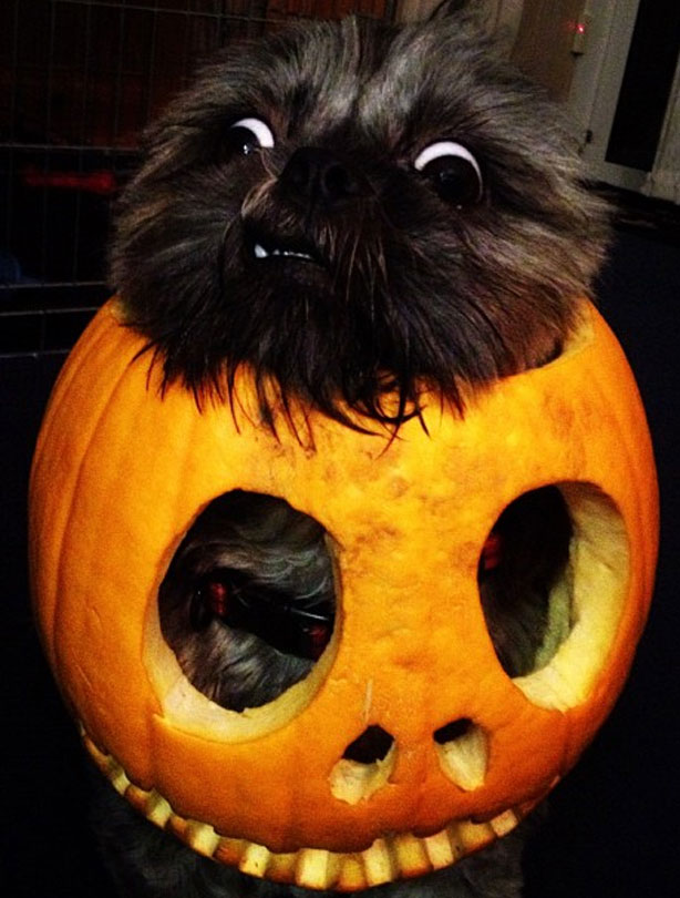 Halloween animals