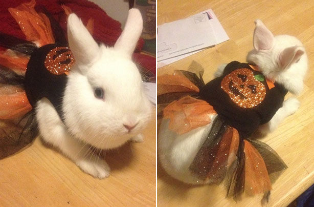 Halloween animals