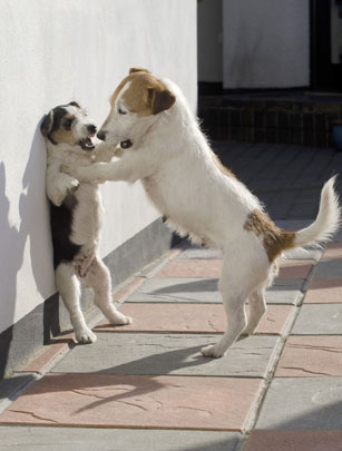 Dog pic