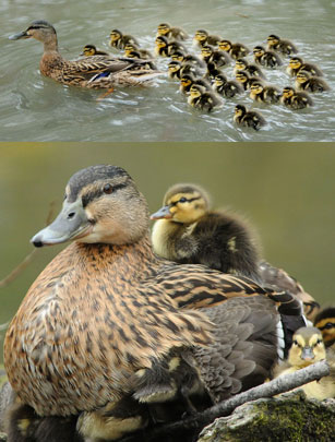 Cute ducks
