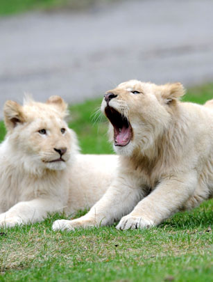 Lions