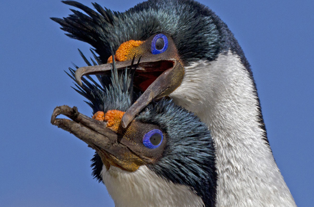 King cormorants in love