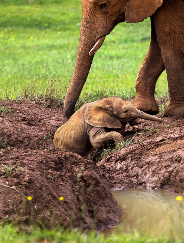 Baby elephant