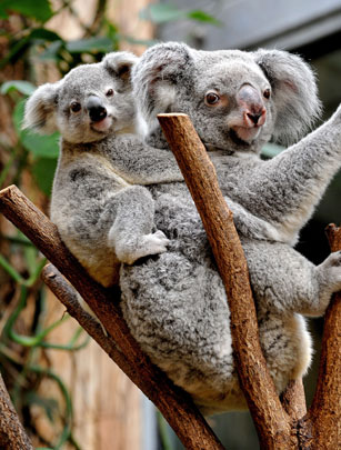 Baby koala