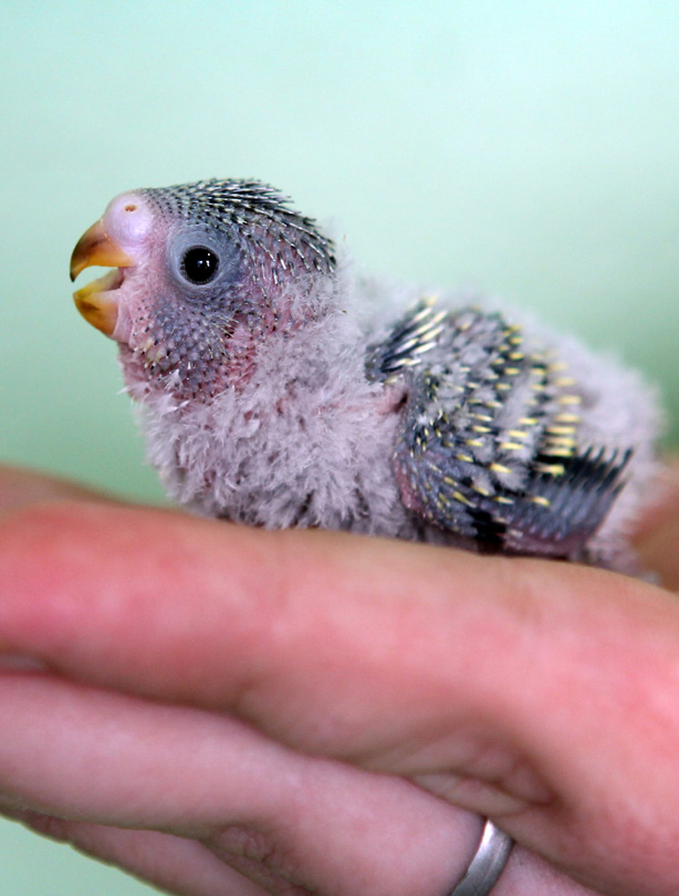 Bird