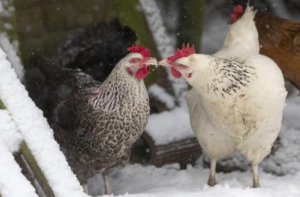 Chickens 'kissing' in the snow