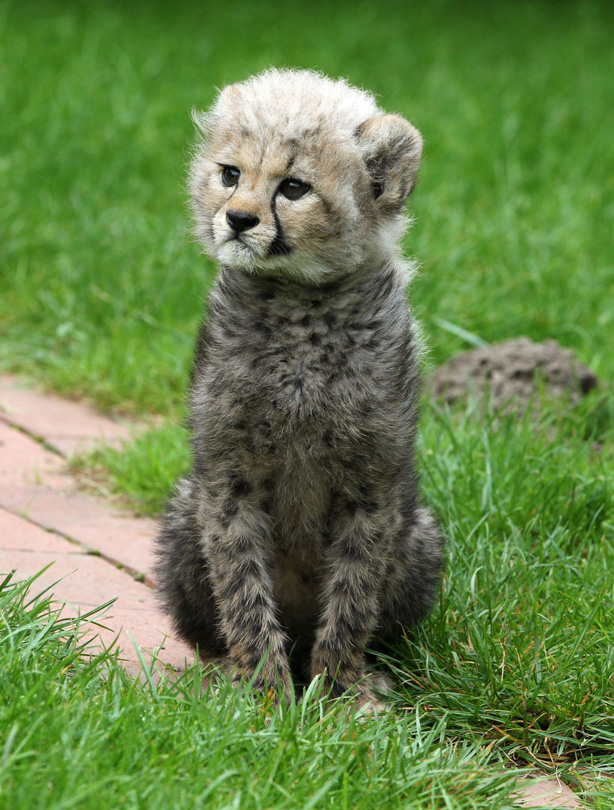 Cheetah