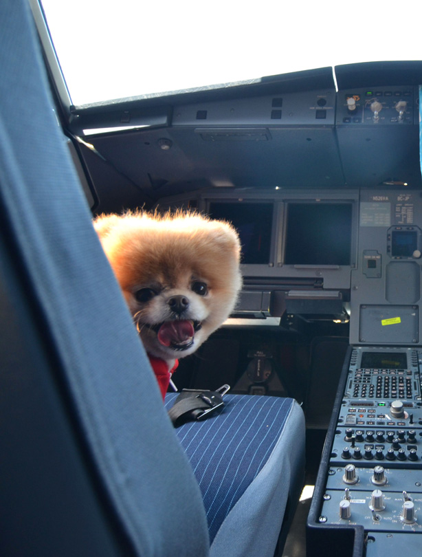Cutest dog in the world