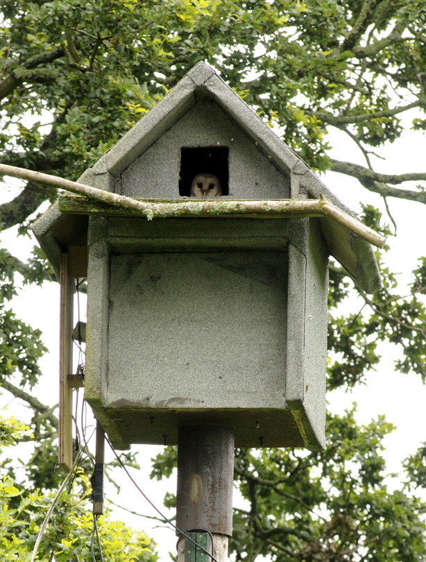 Owl