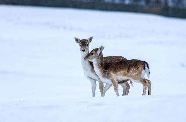 Deer in the snow