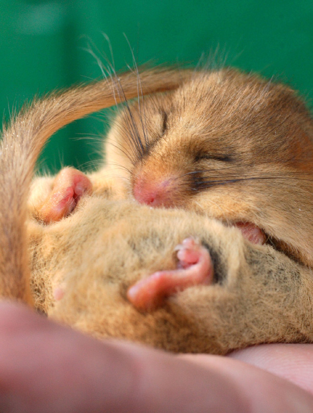 Dormouse