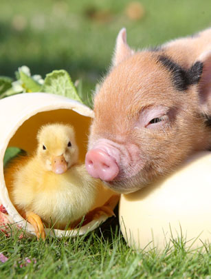 Duckling and piglet