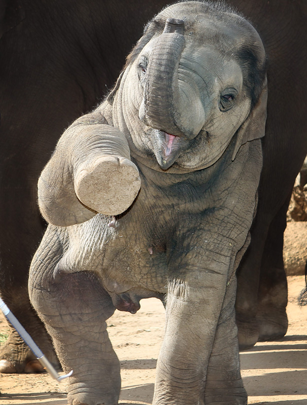 Elephant