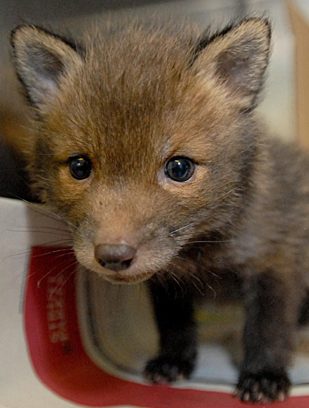 Fox