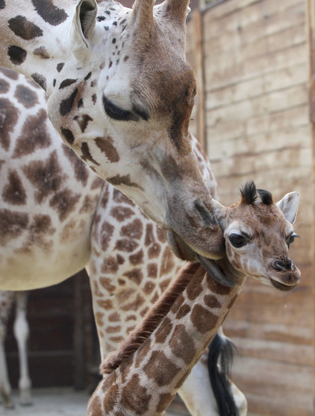 Giraffes