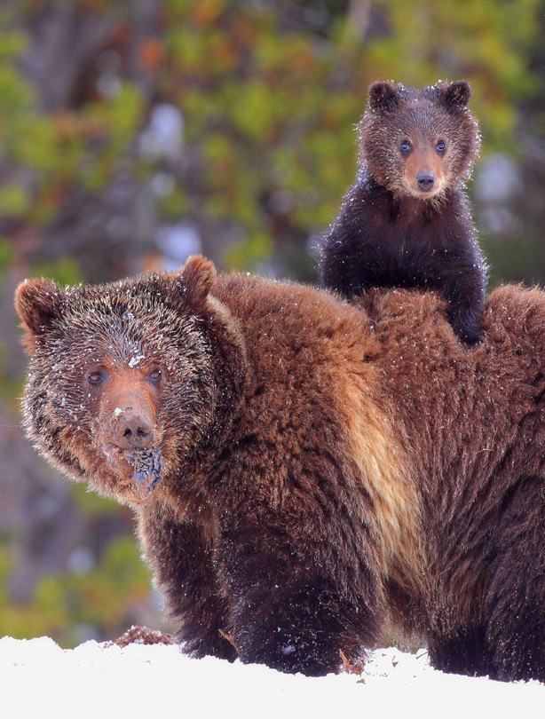Grizzly bears