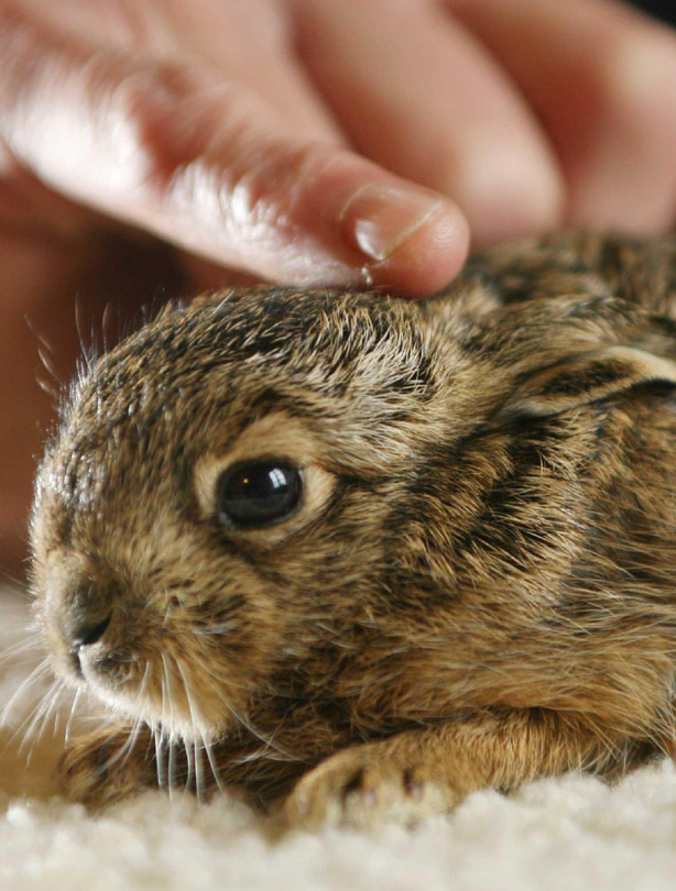 Hare