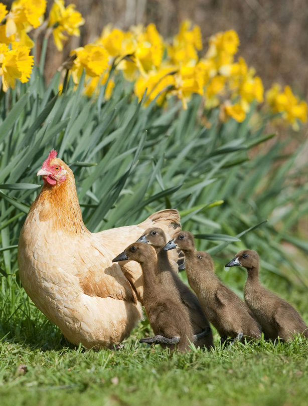 Hen and ducklings