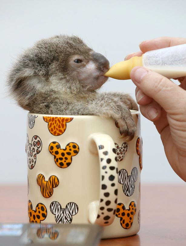 Koala bear