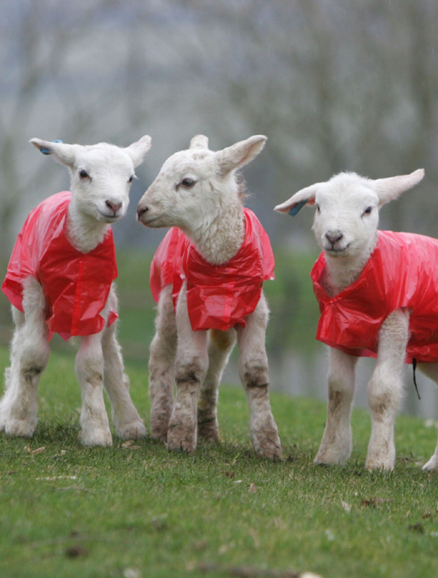 Lambs