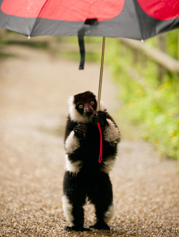 Lemur
