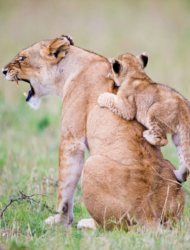 Lions