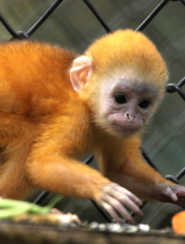 Monkey