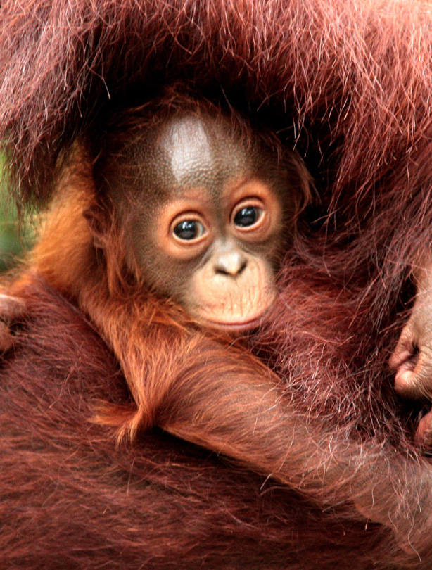 Rescued orangutan