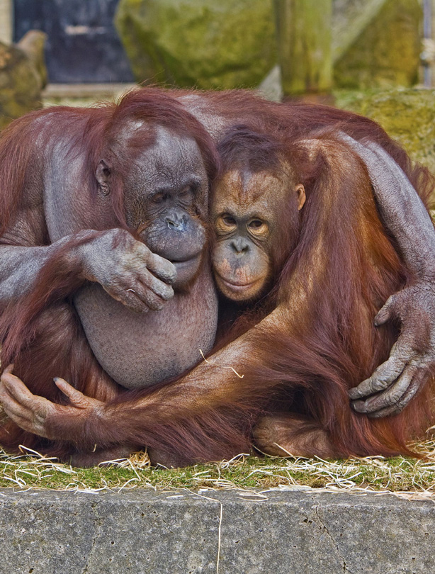 Orangutans