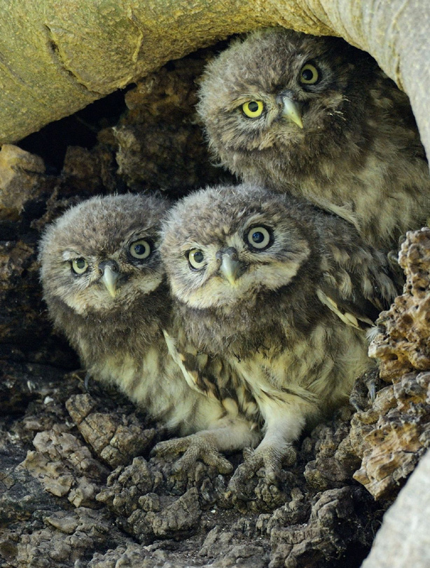 Baby owls