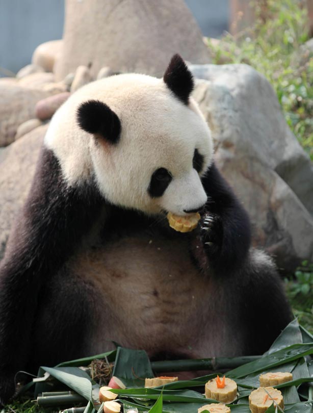 Panda