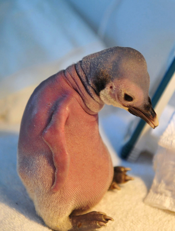 Penguin