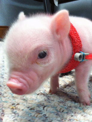 Piglet on wheels