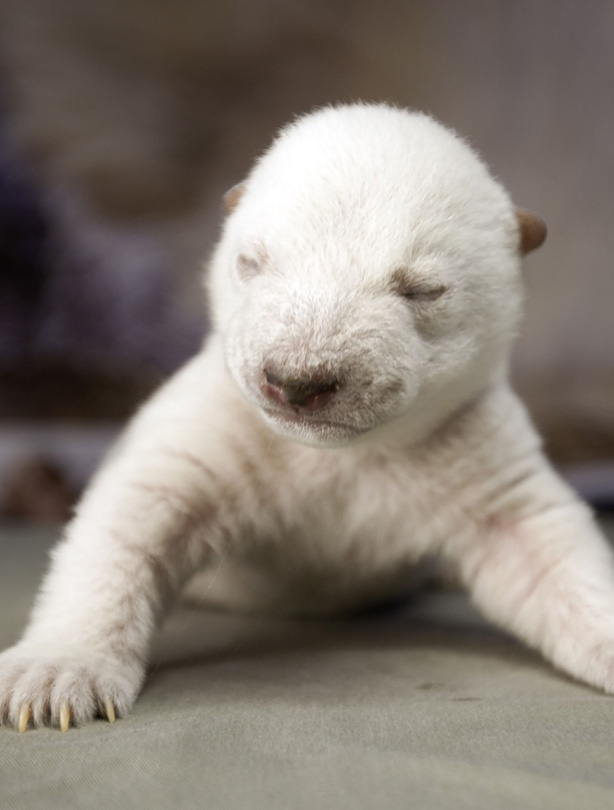Polar bear