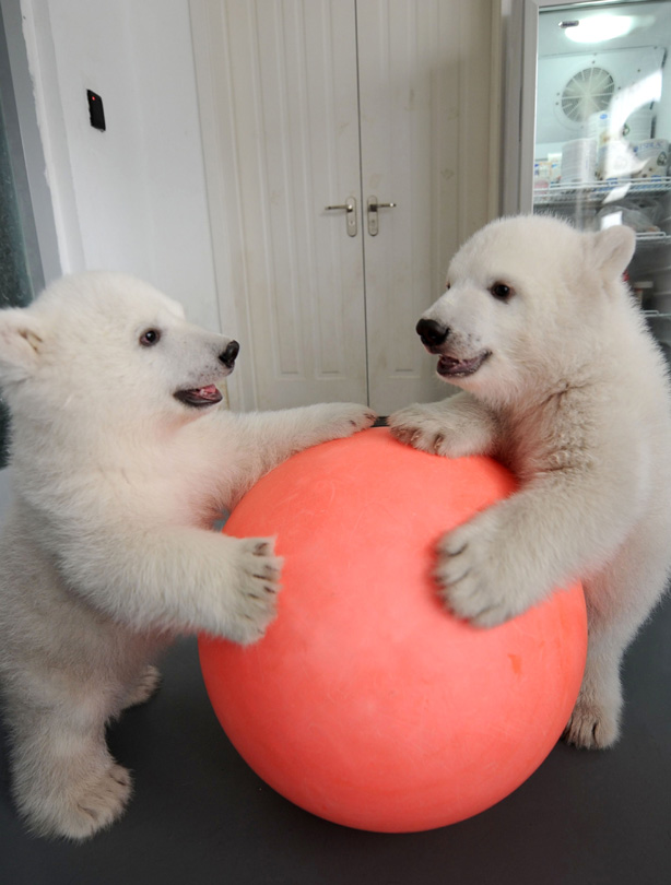 Polar bears