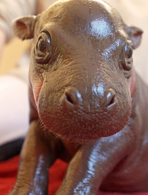 Prince Harry the hippo