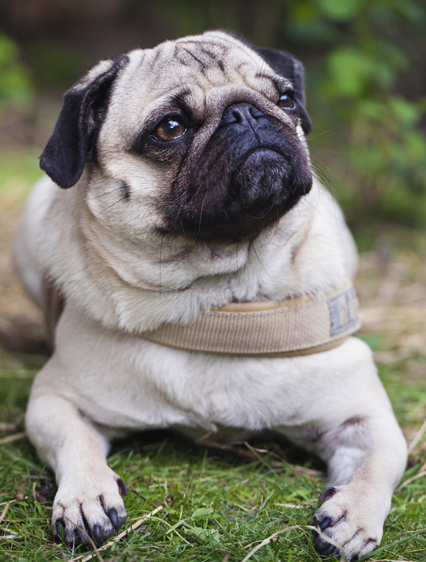 Pug