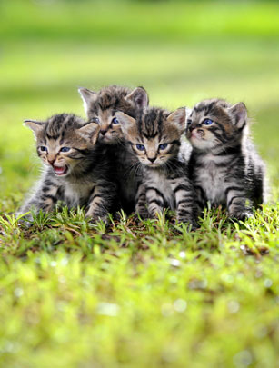 Rescued kittens