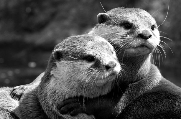 Hugging otters