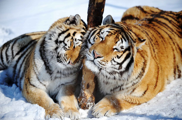 Siberian tigers