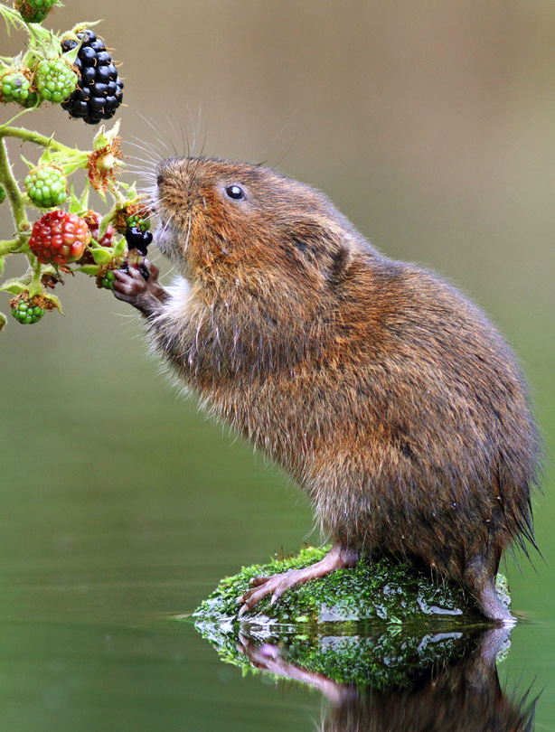 Vole