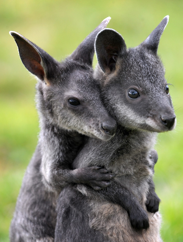 Wallabies