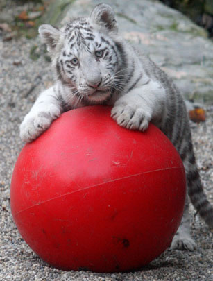 White tiger cub