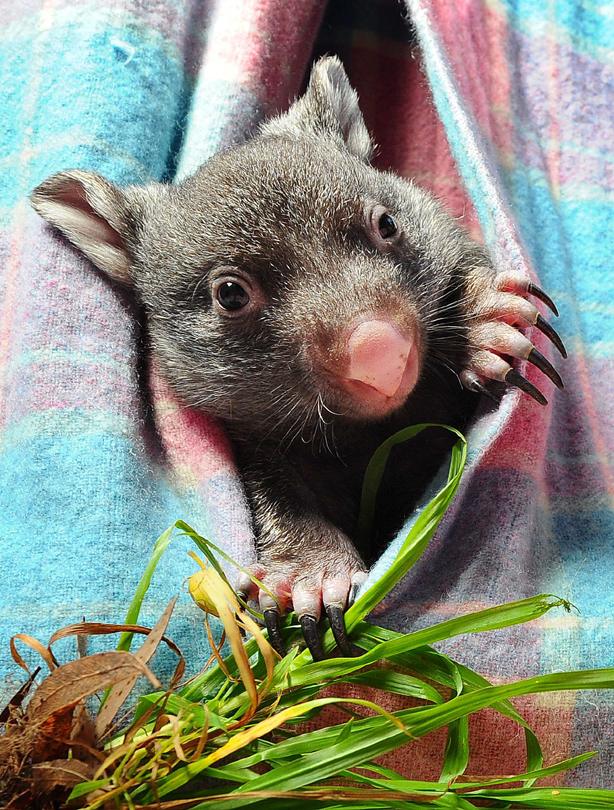Wombat
