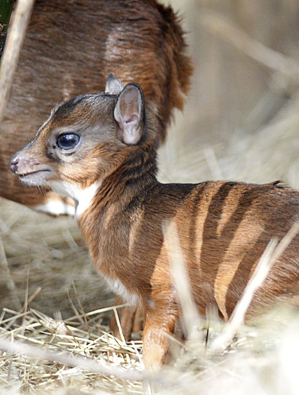 World's smallest antelope