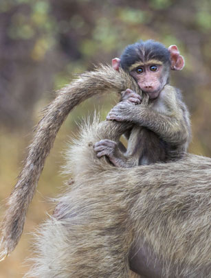 Baby baboon
